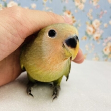 ニッコリスマイル❤︎*ˊᵕˋ ステキな尾羽を見てください🪶✨手乗りコザクラインコ(オリーブ)🫒
