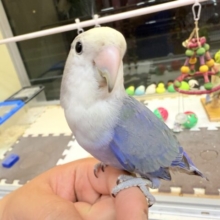最新画像あります✨クリクリおめめのキューティーコザッ💕コザクラインコのバイオレット！！