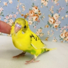 果てしなくかわいい❤︎*ˊᵕˋ イエローハルクインちゃんです💛🍀