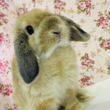 かわいすぎ注意です❤︎⁎˃ ˂ ホーランドロップイヤーラビットちゃん､女のコ❤︎♀