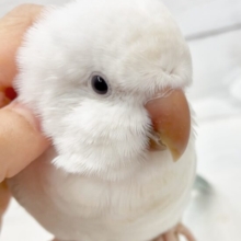 激かわ🤍甘え上手のオキナインコ（ブルーパリドオパーリン）