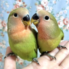 コザクラインコ  ノーマル  2羽  🍀❤️∗*ﾟ