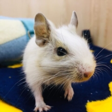 元気いっぱい！！デグー (パイド)ちゃん