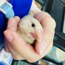 最新画像🌟大人気❤︎ ⁾⁾ かわいいシナモン文鳥さん🧡🕊️✨