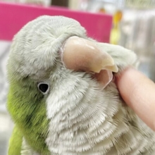 最新画像あり！動画あり！モフモフさん😏🌱　オキナインコ（グリーン）
