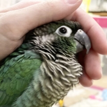 🌟最新画像あり🌟動画あり⭐️ ホオミドリウロコインコ（ブルー）そっと寄り添ってくれます～