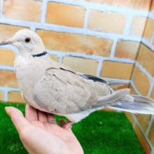 鳩ポッポ🐦ジュズカケバト入荷しました❤️