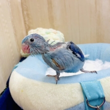 🥴🥴🥴じゃじゃじゃじゃ〜〜ん🥴🥴🥴おちゃらけ〜　マメルリハ　ブルー　男の子