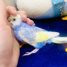 🌌🟦ずっと夢見心地で居てもいいんじゃないの〜🌌🟦　セキセイインコ　レインボー