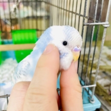 なれてるよ〜❣️手のり❣️1人餌❣️カキカキ⭕️  さわやかヨーグルトになりたい！　セキセイインコ　スパングルパイド