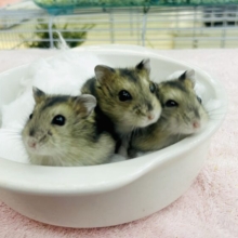 ケルベロスハムスター？🐹🐹🐹到来！？　ジャンガリアンハムスター
