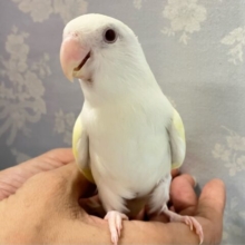 ホイップるんるん🧁でこれーしょん！！🌼*･コザクラインコ(ターコイズグリーンイノ) 2023年4月生まれ