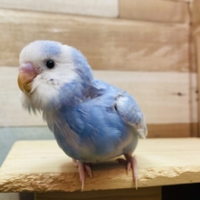 最新画像有ります🌟今流行りのくすみブルー🩵この冬ピッタリなセキセイインコのパイドカラー🌟