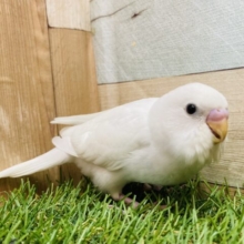 最新画像有ります❗️キラッと輝く隠れポイント発見💡☝️セキセイインコのダブルファクター❗️