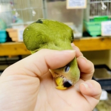 なれてるよ〜❣️手乗り❣️なでなで⭕️🫒ピクルス🫒だよ〜みんなよろしくね❣️コザクラインコ　オリーブ