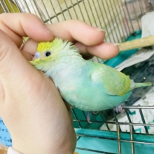 なれてるよ〜❣️手乗り❣️カキカキ⭕️⭐️🌟🫶キミはキミで輝いてほしい🫶🌟⭐️ セキセイインコ　パステルカラーレインボー