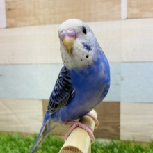 最新画像有ります🌟濃いめブルーにびっしり模様がカッコいいんです😎✨セキセイインコのオパーリン💙