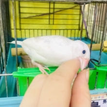 なれてるよ〜❣️1人餌❣️手乗り❣️思いやりばちこーい🫶☁️☁️💞　白文鳥
