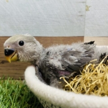 クールに決めちゃうよ😎✨オシャレさん上級者なコザクラインコのモーブ💚
