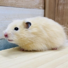キンクマハムスターの長毛さん？むちっと感が可愛すぎる長毛ハムスター🐹🧡