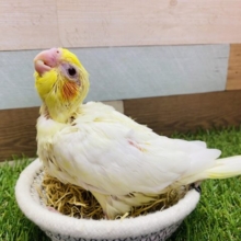 ガーガーアピール上手なんです💕オカメインコのルチノー‼️