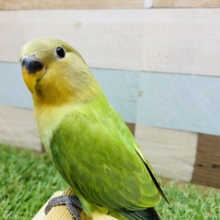 最新画像あります‼️明るめグリーンの可愛い子ッ❣️コザクラインコのオレンジフェイスオパーリン！！