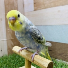 最新画像有ります❗️よ〜く見ると深みを感じるシックなカラー🌙キュルキュルおめめのセキセイインコレインボー🌈