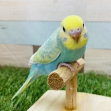 最新画像有ります❗️カメラに興味津々⁉️好奇心旺盛な元気っ子⭐️セキセイインコのパステルカラーレインボー🌈