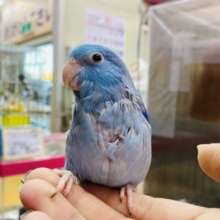 最新画像あります‼️小さなマメマメ怪獣やってきた〜🔥🦖マメルリハインコ（ブルー男の子）