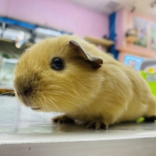 久しぶりの入舎です‼️たれみみがとってもキュートな男の子💙ロシアンモルモットのクリーム❣️