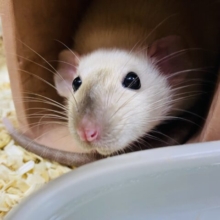 最新画像有ります🌟あと1匹！ぱっちりおめめで癒し顔🩷シャム猫のような柄が特徴的なファンシーラットのサイアミーズ‼️