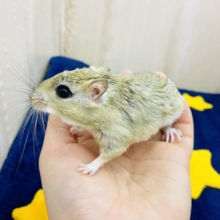 あと1匹です❤とっても仲良し❤️ジャイアントジャービル　男の子