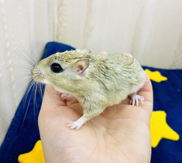 あと1匹です❤とっても仲良し❤️ジャイアントジャービル　男の子