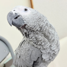 【最新画像更新🪄】ででん！と登場🦜🩶イケメンです‪☆ヨウム(男の子)