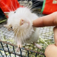 最新画像有ります❗️色の入り方がオシャレさんなんです💕甘えん坊なデグー男の子⭐️