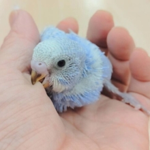 綺麗なブルー🩵セキセイインコ（スパングル）ヒナ