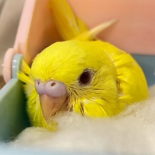 スターの輝き、誰にも止められないぜ🌟⋆꙳セキセイインコ(ルチノー2024年10月生まれ)
