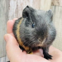 かっこいいカラーのベビモルくん❤︎イングリッシュモルモット（二色）男の子