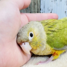 寄り添いながら甘えます❤︎ウロコインコ（シナモン）