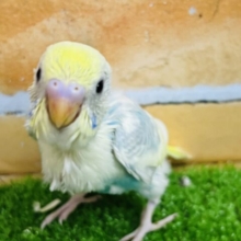 ため息がでる美しさ♡セキセイインコのパステルレインボーパイド