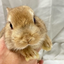 🌟あざとくおねだりじょーず🧡 ̖́- ネザーランドドワーフ(オレンジ系2024年10月生まれ)