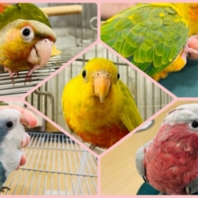 《千葉店❅.☃︎.’.° 中、大型インコフェア🪶》