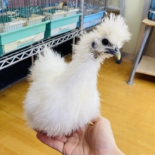 あと1羽‼️最新画像有ります❗️ピヨピヨ〜🐣頭のもさっと特徴的なウコッケイのヒヨコちゃん💛