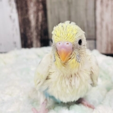 おしゃれな模様‪🫶🏻´-セキセイインコ（パステルレインボーパイド）ヒナ