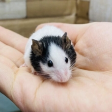 あと1匹🌟小さいけれど存在感バツグン‼️守ってあげたいその可愛さ💕パンダマウス男の子⭐️