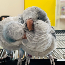 【最新画像更新🪄】珍しカラー‪☆シックな雰囲気に甘〜いお顔♡♡オキナインコ(コバルトオパーリン) ヒナ