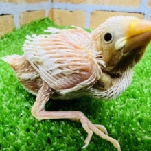 黄色いヒヨコ？じゃなくて白文鳥だよ♡