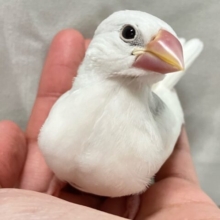 ✨最新画像✨白鳥さんじゃないんだよぉ〜( ¯꒳​¯)✨️白文鳥(2024年11月生まれ)