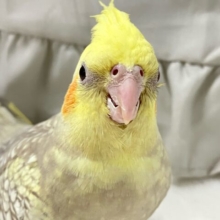 穏やかあたたか～🧸🍪オカメインコシナモンパール(2024年11月生まれ)