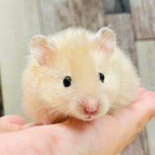 艶々✨️✨サテンハムスターの男の子